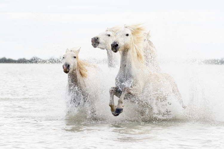 Picture of HORSES  HIGHT KEY