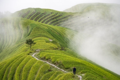 Picture of PINGAN RICE TERRACES