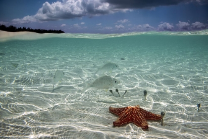 Picture of UNDERWATER