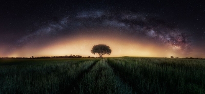 Picture of MILKY WAY OVER LONELY TREE