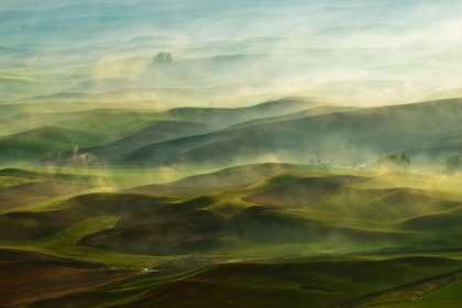 Picture of GOLDEN MORNING-PALOUSE