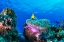 Picture of SEA LIFE