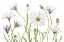 Picture of CAPE DAISIES