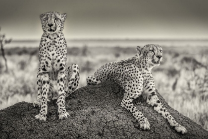 Picture of TWO CHEETAHS WATCHING OUT
