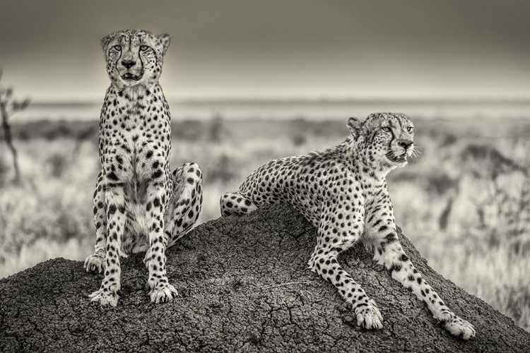 Picture of TWO CHEETAHS WATCHING OUT
