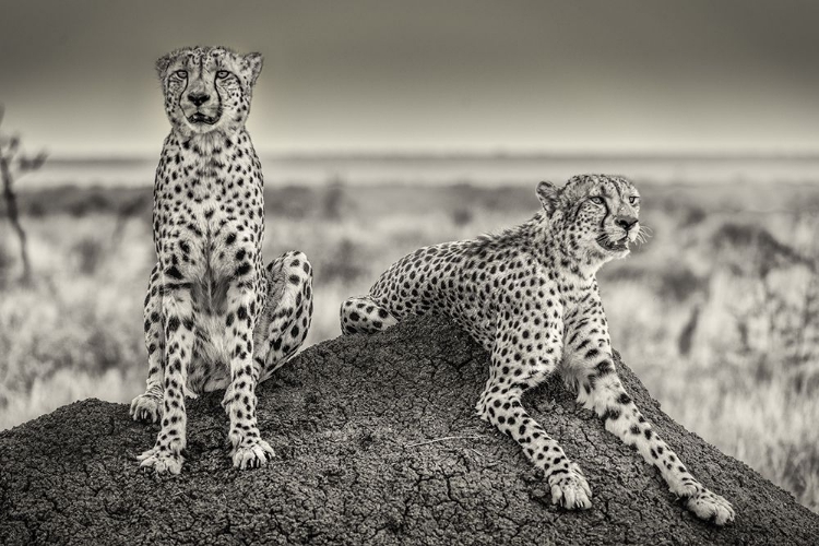 Picture of TWO CHEETAHS WATCHING OUT