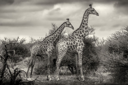 Picture of TWO GIRAFFES
