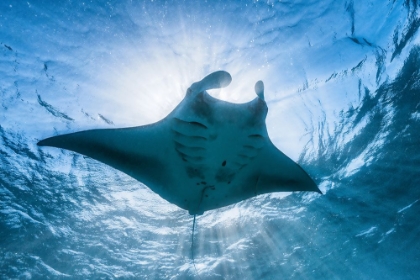 Picture of MANTA RAY