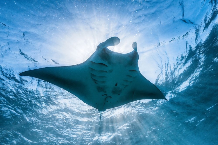 Picture of MANTA RAY