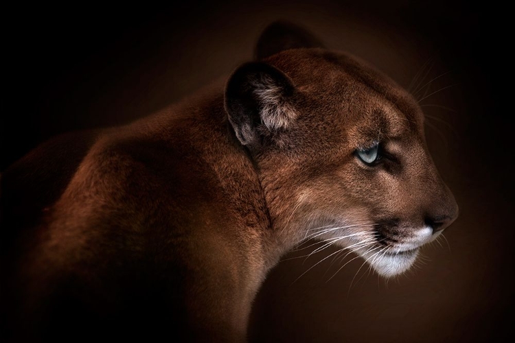 Picture of PUMA