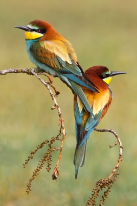 Picture of BEE-EATERS IN LOVE