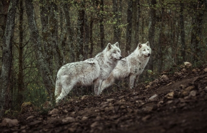 Picture of MEETING WITH WHITE WOLVES