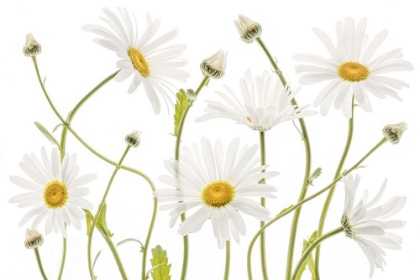 Picture of OX EYE DAISIES