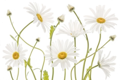 Picture of OX EYE DAISIES