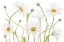 Picture of OX EYE DAISIES