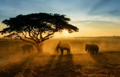 Picture of MORNING ELEPHANT HOME TOWN