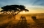 Picture of MORNING ELEPHANT HOME TOWN