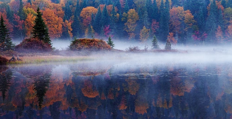 Picture of LAURENTIAN FOREST