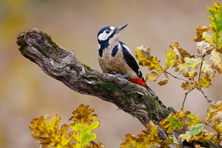 Picture of AUTUMN WOODPECKER