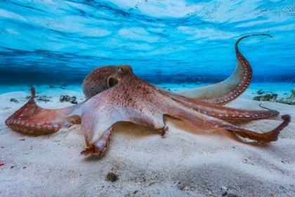 Picture of OCTOPUS