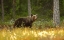 Picture of BROWN BEAR