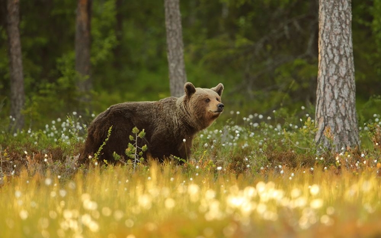 Picture of BROWN BEAR