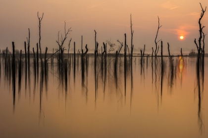Picture of DROWNED FOREST ...........