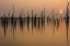 Picture of DROWNED FOREST ...........
