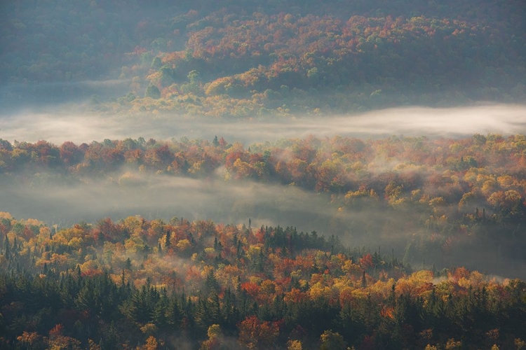 Picture of MISTY MORNING