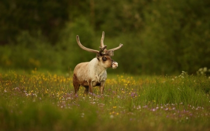 Picture of CARIBOU IN GRASS LAND
