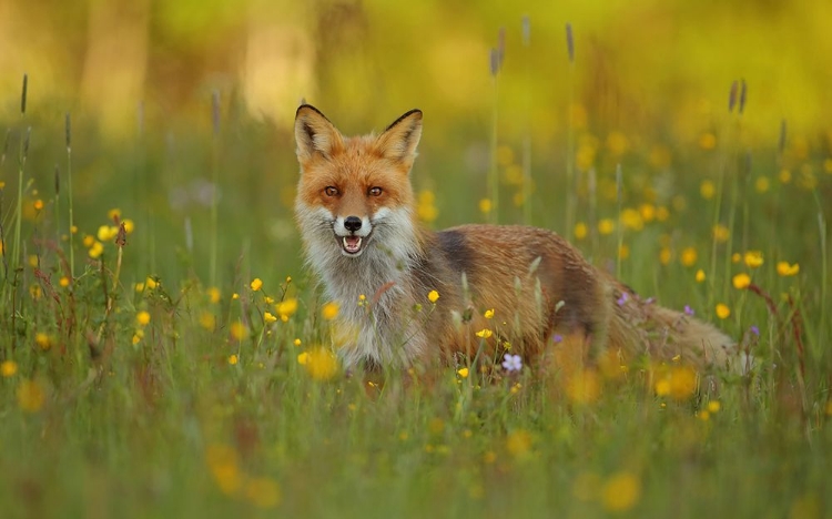 Picture of RED FOX