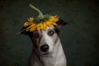 Picture of DOES SHE REALIZE SHE LOOKS LIKE A SUNFLOWER....