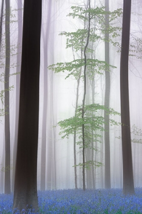 Picture of FOGGY FOREST ....
