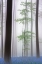 Picture of FOGGY FOREST ....