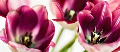 Picture of TULIPS IV