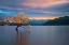 Picture of MORNING GLOW