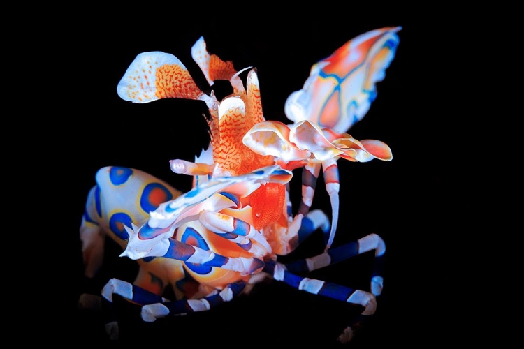 Picture of HARLEQUIN SHRIMP