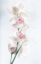 Picture of PALE BEAUTY