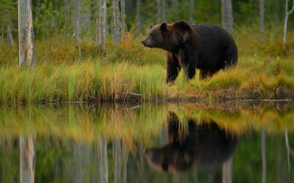 Picture of BEAR AND FISH ***