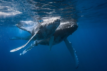 Picture of HUMPBACK WHALE