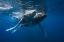 Picture of HUMPBACK WHALE