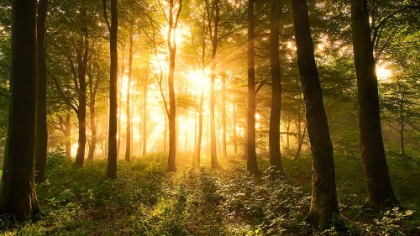 Picture of LIGHT IN THE FOREST.