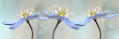 Picture of DANCING ANEMONES