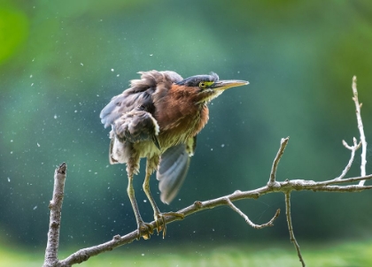 Picture of GREEN HERON SHAKING OFF