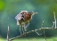 Picture of GREEN HERON SHAKING OFF