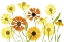 Picture of HELENIUM