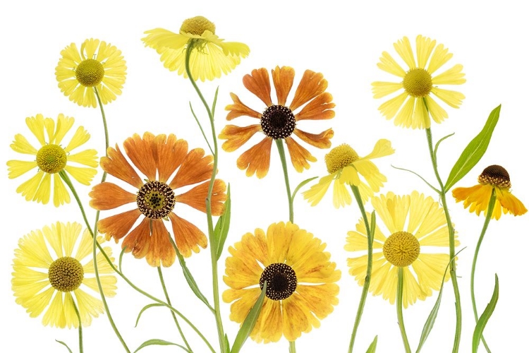 Picture of HELENIUM