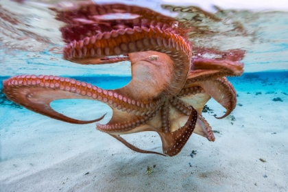 Picture of THE OCTOPUS UNDERSIDE