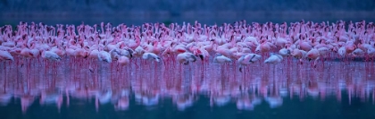 Picture of FLAMINGOS