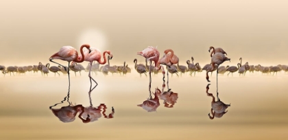 Picture of FLAMINGOS